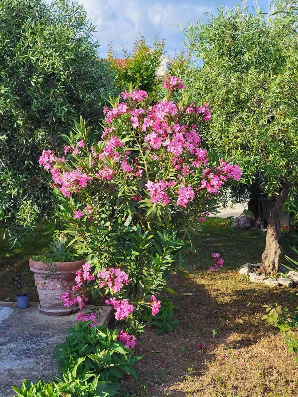 Apartament Olive Grove Vodice Zewnętrze zdjęcie